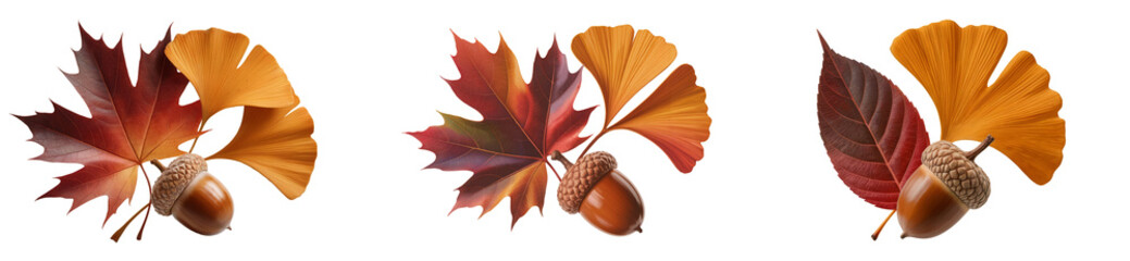 Collection of autumn leaves with acorns including red maple, ginkgo, and dark foliage, realistic fall arrangement on transparent background for seasonal decoration or nature design assets