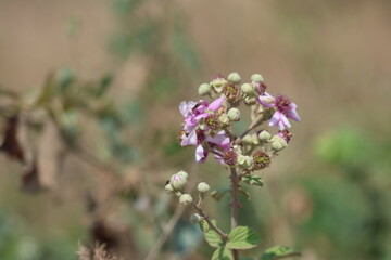Vibrant Blackberry Blossoms in Summer