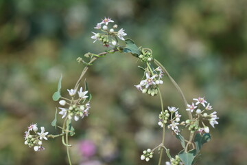 Cynanchum acutum is a species of climbing vine swallowworts native to Europe, Africa, and Asia