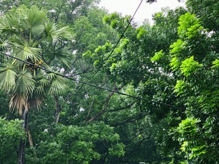 Vibrant green tree capturing tranquil natural beauty in the outdoors 