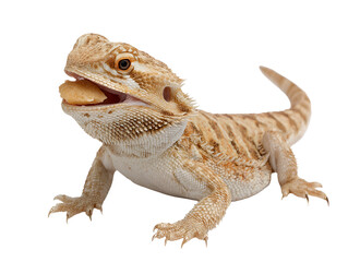 Fototapeta premium Bearded dragon lizard eating food isolated on transparent background