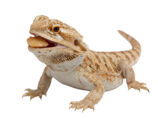 Bearded dragon lizard eating food isolated on transparent background