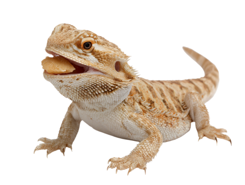 Bearded dragon lizard eating food isolated on transparent background