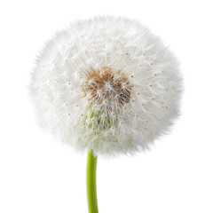 Fototapeta premium Close-up of a dandelion seed head (21)