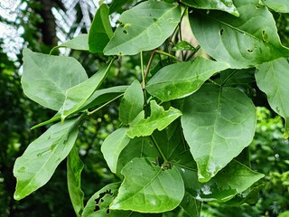 Close-up of green leaves highlighting natural beauty and freshness