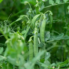 Fototapeta premium Green pea plants with pea pods growing in the garden. Close-up.