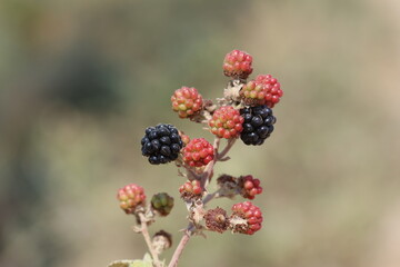 wild blackberries ripening on the vine