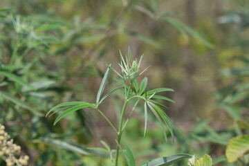 itex agnus-castus is a plant native of the Mediterranean region