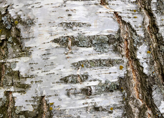 The birch bark texture or background. Macro shot is made by means of stacking technology trunk....