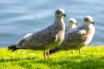 Seagulls standing on green grass near the water at a sunny day by the beach