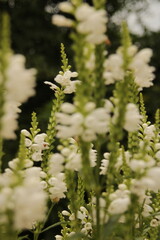 white flowers