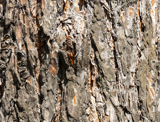 Maritime Pine, Pinus pinaster trunk symbol. Texture made of maritime pine tree bark. Beautiful Maritime Pine, Pinus pinaster trunk background. Conceptual image. Peaceful nature.
