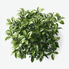 Obraz premium Dense cluster of lush, dark green foliage