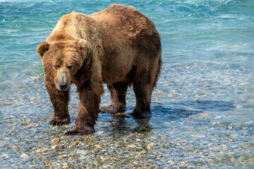 Brown Bear in Alaska standing in a river