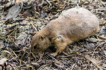 Prairie dog closeup in natural environment