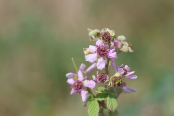 Vibrant Blackberry Blossoms in Summer