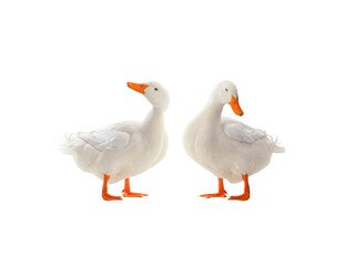 two ducks isolated on white background