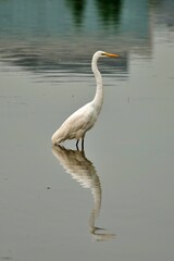 버드, 백로, 왜가리, 백, h2o, 네이처, animal, 야생 동물, 난폭한, 호수, 멋진,...