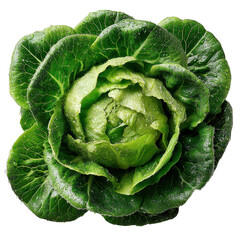 Fototapeta premium Fresh dewy butterhead lettuce isolated on transparent background