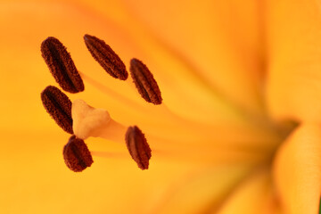 Flowers themes: Close up of a  orange lily with selective focus on pollen. A species native to n Taiwan and Ryukyu Island of Japan.