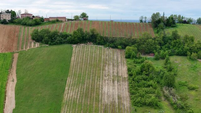 Aerial View of Agricultural Tractor Working Uphill Across Cultivated Vineyards in Colli Piacentini Italy Spraying Pesticides on Fertile Farmland, slow motion shot