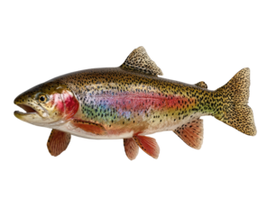 Detailed side view of a rainbow trout.  Colorful scales,  brown and speckled body, fins and tail visible.  High-quality digital illustration