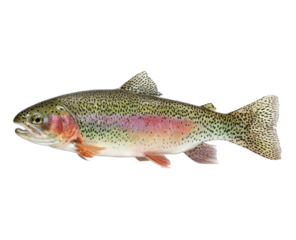 Side view of a rainbow trout.  Colorful fish with speckled scales.  Distinct coloration and fin detail.  Isolated on black background