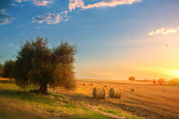 Hay bales field at sunset on rolling farmland hills with olive trees and golden hour light