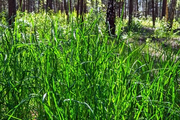 A close-up view of lush green grass in a sunlit forest clearing. The bright green blades of grass stand out vividly against the soft, blurred background of trees and foliag