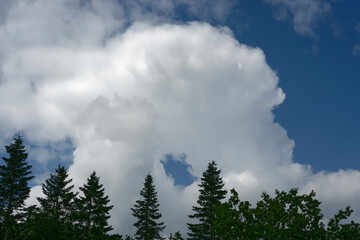 Blue summer sky with donut shaped cloud above pine forest