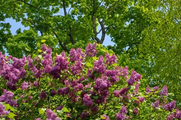 A vibrant lilac bush in full bloom with clusters of purple flowers set against the backdrop of lush green trees and a clear blue sky.