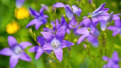 A close-up view of vibrant purple-blue bellflowers in full bloom, with their delicate petals radiating against a blurred green and yellow background.
