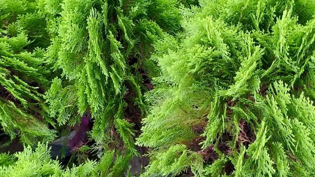Lush, Neon Green Feather Moss