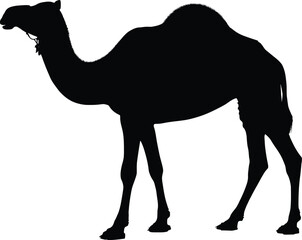 Vector art of silhouette of a camel standing tall in the desert a majestic animal representing resilience and adaptation to arid environments