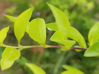 Close-up of bright gradient color  tropical plant leaves with unique patterns outdoors