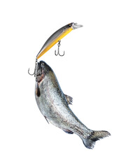 Trout caught on colorful fishing lure isolated on white
