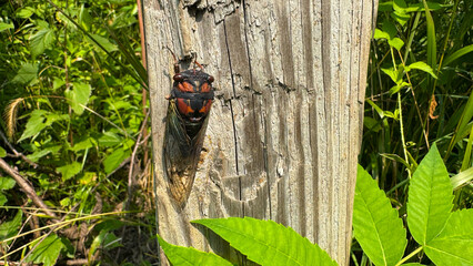 Calling Cicada 