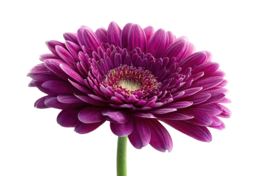 Close-up of a vibrant purple gerbera daisy, centered against a transparent background