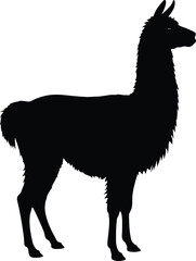 Vector art of silhouette of a llama standing gracefully in a simple black design perfect for logos and graphics