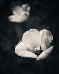 White Tulip in Soft Monochrome Bloom