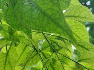 Close-up of bright gradient color  tropical plant leaves with unique patterns outdoors