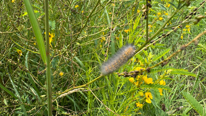 Fuzzy Caterpillar 