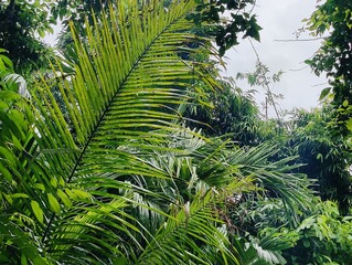 Close-up of bright gradient color  tropical plant leaves with unique patterns outdoors