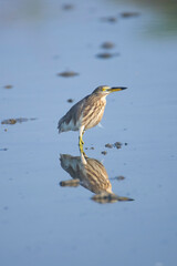 Pond heron standing in water with reflection