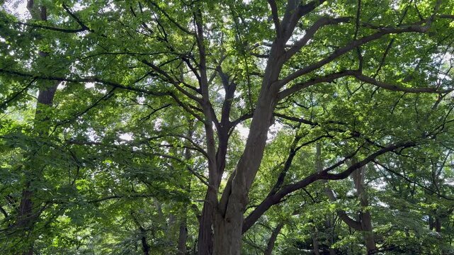 Tilt-up shot of a cucumber tree with sunlight filtering through the leaves