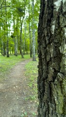 Forest trail among tall green trees — harmony of wild nature, ecology, and inner peace