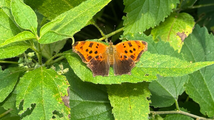 Eastern Comma Butterfly 