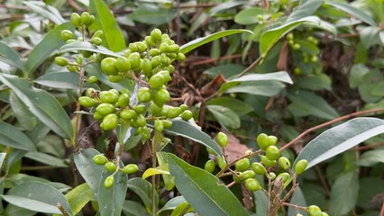 Common Privet (Ligustrum vulgare) with Green Berries Among Leaves — Ornamental Shrub for...
