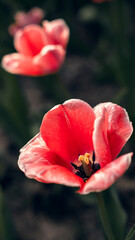 Red Tulip Close-Up in Springtime Bloom