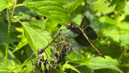 Widow Skimmer Dragonfly